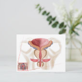 Anatomie der Prostatalandschaft Postkarte (Stehend Vorderseite)