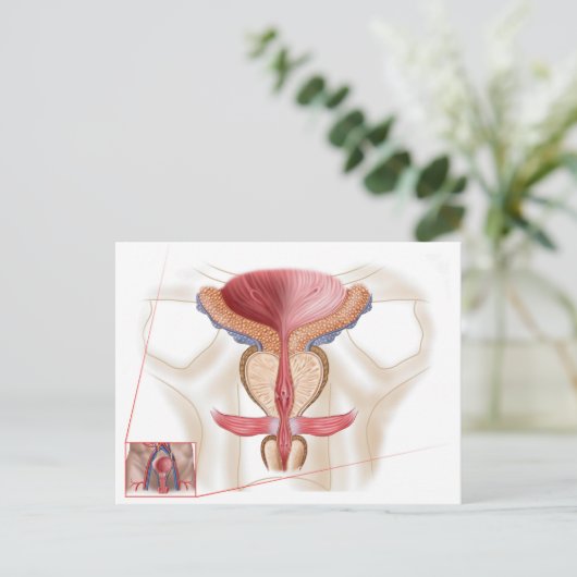 Anatomie der Prostatalandschaft Postkarte (Stehend Vorderseite)