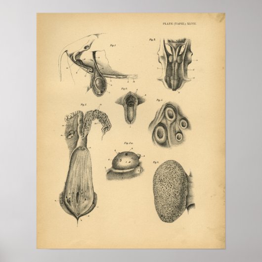 Anatomie der Rinderbrust 1908 Vintag Poster (Vorne)