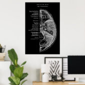 Anatomie der Schädelknochen Poster (Heimbüro)