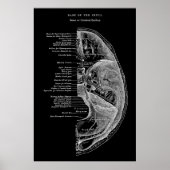 Anatomie der Schädelknochen Poster (Vorne)