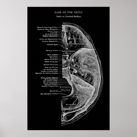 Anatomie der Schädelknochen Poster (Vorne)