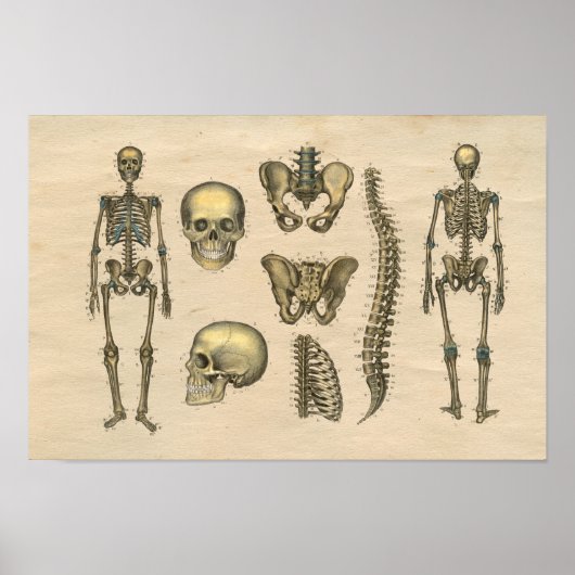 Anatomie der Schädelspine beim Menschen 1841 Print Poster (Vorne)