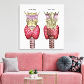 Anatomie der Schilddrüse mit Larynx & Knorpel Leinwanddruck (Insitu (Wohnzimmer))