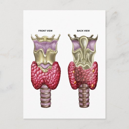 Anatomie der Schilddrüse mit Larynx & Knorpel Postkarte (Vorderseite)