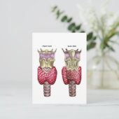 Anatomie der Schilddrüse mit Larynx & Knorpel Postkarte (Stehend Vorderseite)