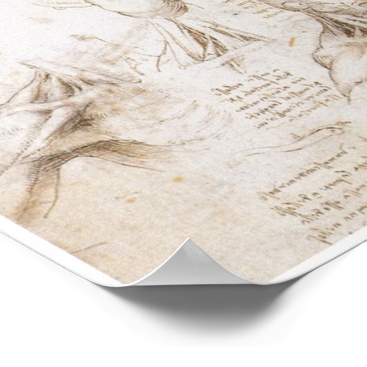 Anatomie der Schulter, Leonardo da Vinci Poster (Ecke)