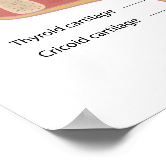 Anatomie der Sprachbox Poster (Ecke)