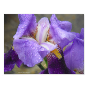 Anatomie der Tulpe-Sammlung IV Fotodruck