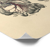 Anatomie der Vintagen Arterie 1880 Druck Poster (Ecke)