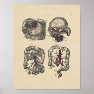 Anatomie der Vintagen Arterie 1880 Druck Poster