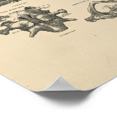 Anatomie der Vintagen Halswirbelsäule 1880 Druck Poster (Ecke)