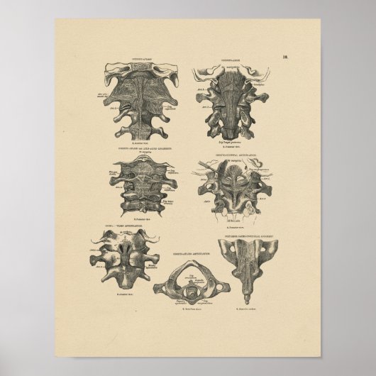 Anatomie der Vintagen Halswirbelsäule 1880 Druck Poster (Vorne)