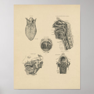 Anatomie der Vintagen Mundwand 1880 Druck Poster
