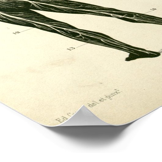 Anatomie der Vintagen Nerven Poster (Ecke)