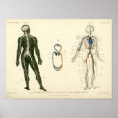 Anatomie der Vintagen Nerven Poster (Vorne)