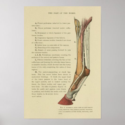 Anatomie der Vintagen Pferde Poster (Vorne)