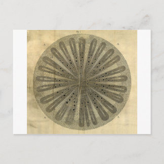 Anatomie der Vintagen Pflanze Postkarte