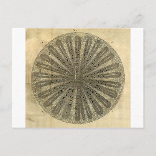 Anatomie der Vintagen Pflanze Postkarte (Vorderseite)