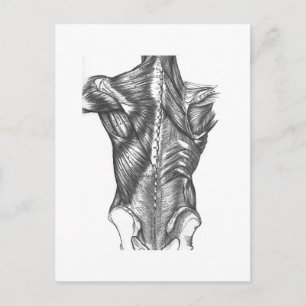 Anatomie der Vintagen Rückseite Postkarte
