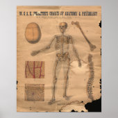 Anatomie der Vintagen Skelettknochen 1906 Poster (Vorne)