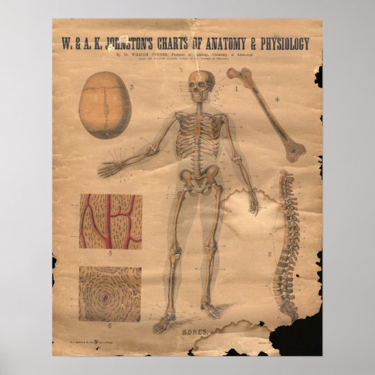 Anatomie der Vintagen Skelettknochen 1906 Poster (Vorne)