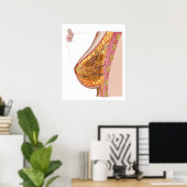 Anatomie der weiblichen Brust Poster (Heimbüro)