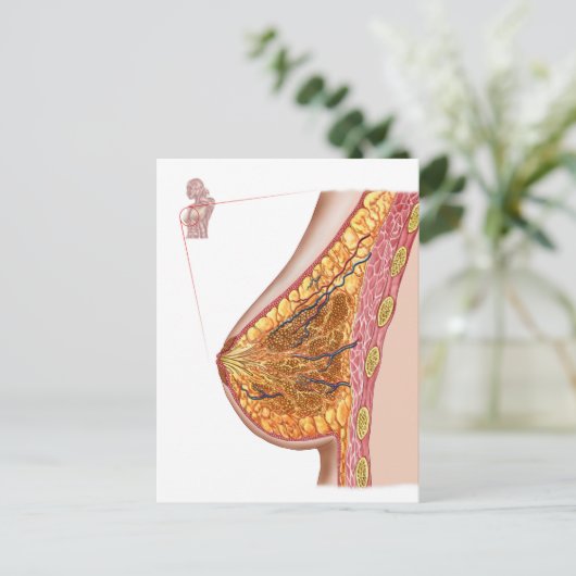 Anatomie der weiblichen Brust Postkarte (Stehend Vorderseite)