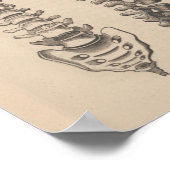 Anatomie der Wirbelsäule Chiropractic Print Poster (Ecke)