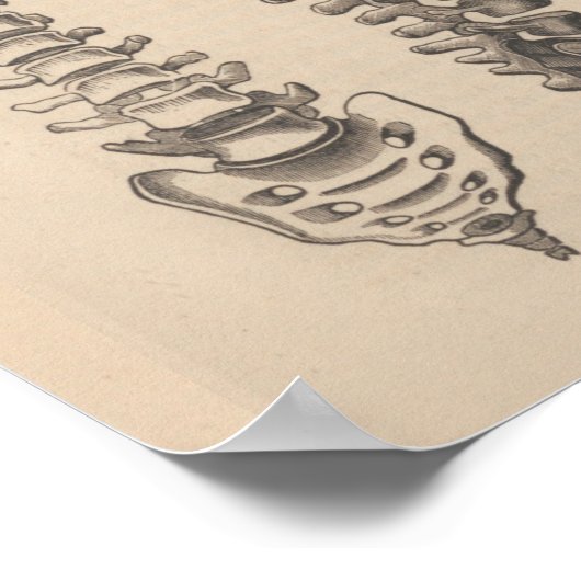 Anatomie der Wirbelsäule Chiropractic Print Poster (Ecke)