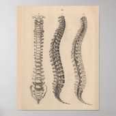 Anatomie der Wirbelsäule Chiropractic Print Poster (Vorne)