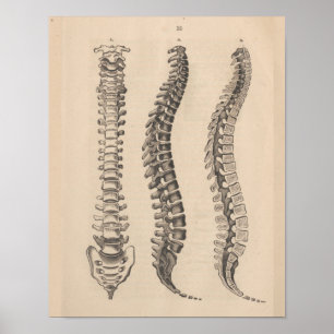 Anatomie der Wirbelsäule Chiropractic Print Poster