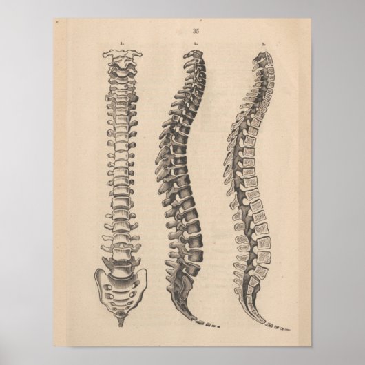 Anatomie der Wirbelsäule Chiropractic Print Poster (Vorne)