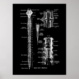 Anatomie der Wirbelsäule Poster