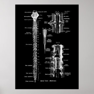 Anatomie der Wirbelsäule Poster