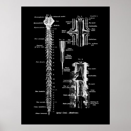 Anatomie der Wirbelsäule Poster