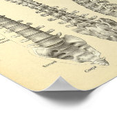 Anatomie der Wirbelsäule Poster (Ecke)