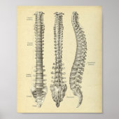 Anatomie der Wirbelsäule Poster (Vorne)