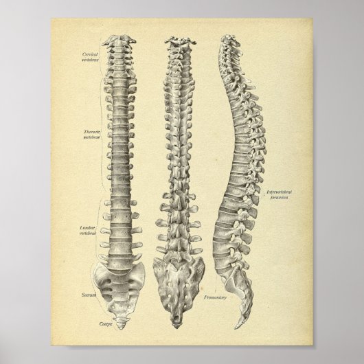 Anatomie der Wirbelsäule Poster (Vorne)