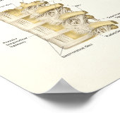 Anatomie der Wirbelsäule und der Wirbelsäule Poster (Ecke)