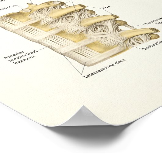 Anatomie der Wirbelsäule und der Wirbelsäule Poster (Ecke)
