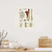 Anatomie der Wirbelsäule und der Wirbelsäule Poster (Küche)