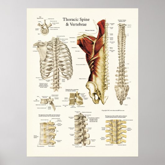 Anatomie der Wirbelsäule und der Wirbelsäule Poster (Vorne)