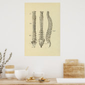 Anatomie der Wirbelsäulenknochen Poster (Küche)