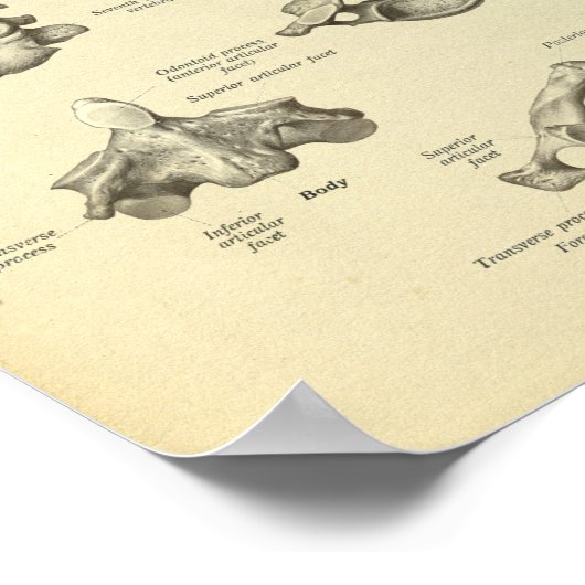 Anatomie der Zervikalspine Poster (Ecke)