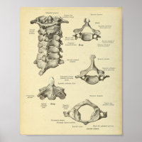 Anatomie der Zervikalspine
