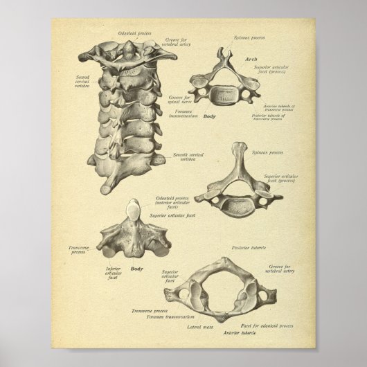Anatomie der Zervikalspine Poster (Vorne)