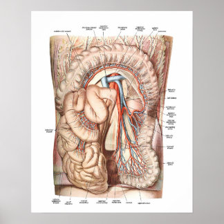 Anatomie des Abdomens Poster