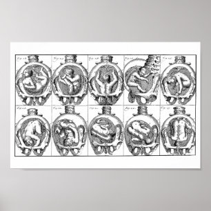 Anatomie des Babys in der Gebärmutter Vintag Poster