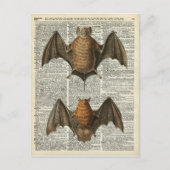 Anatomie des Bats Postkarte (Vorderseite)